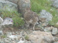 白馬岳の雌雷鳥2