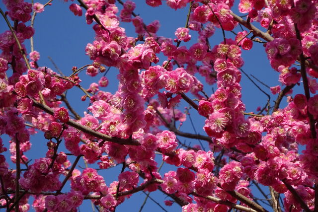 碧空に紅梅の花