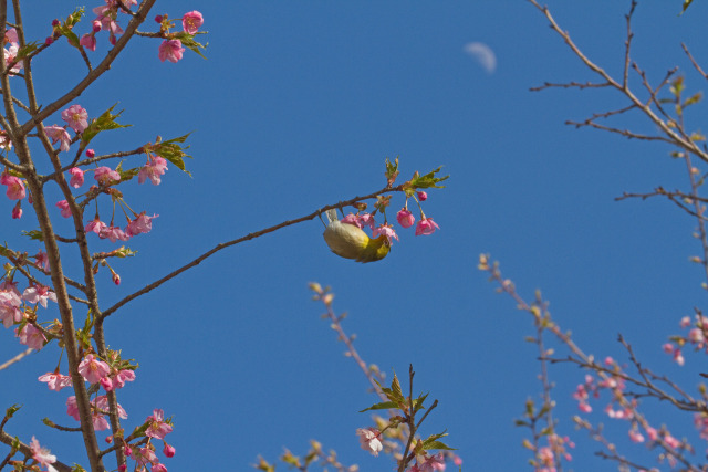 早咲きの桜にメジロ