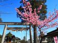 早咲きの桜