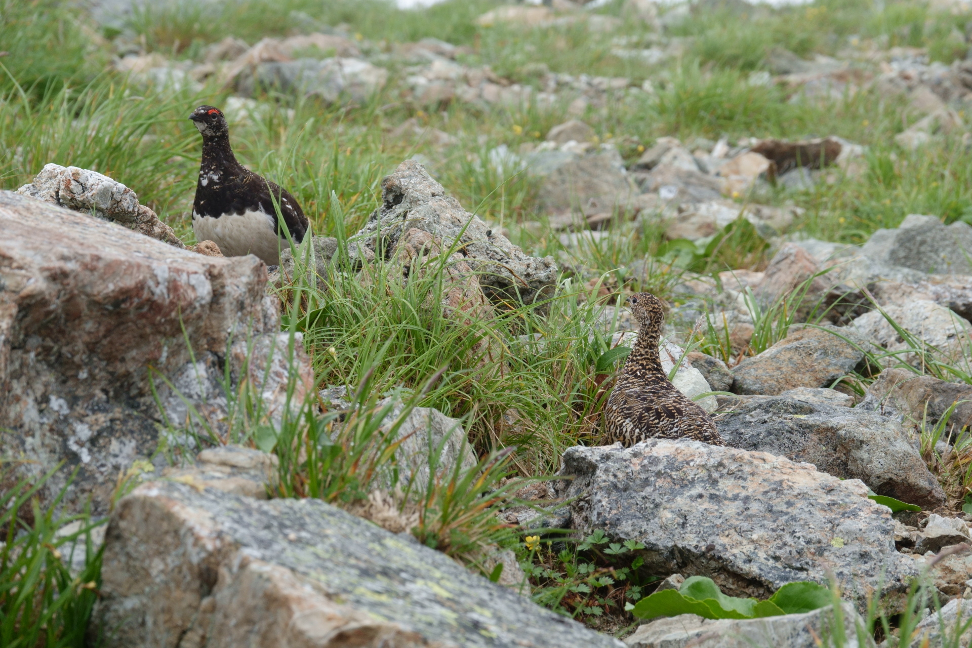 動物 鳥 ペンギン 白馬岳のつがい3 壁紙19x1280 壁紙館