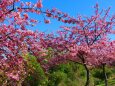 河津桜