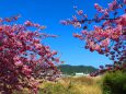 河津桜