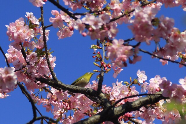 河津桜