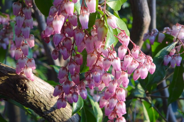 春の光に馬酔木の花