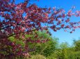 河津桜