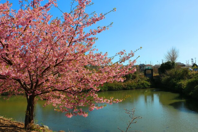 河津桜