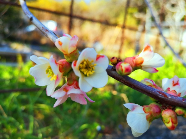 梅の花