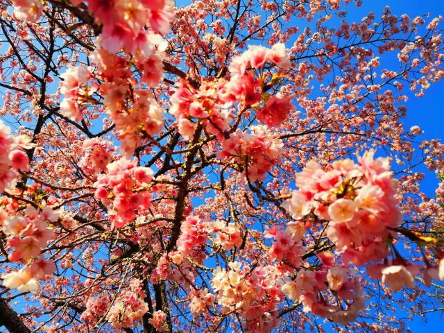 早咲きの桜