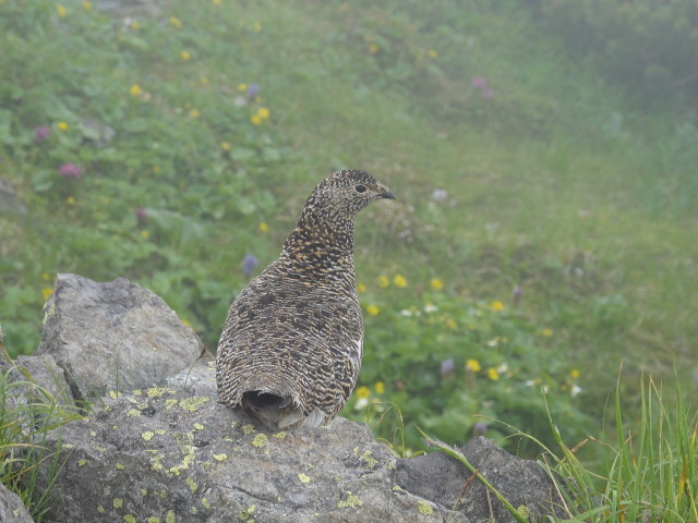 白馬岳のママ雷鳥