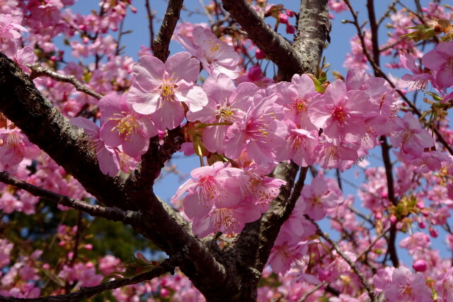 河津桜 美しくさわやかに