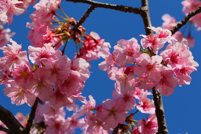 河津桜