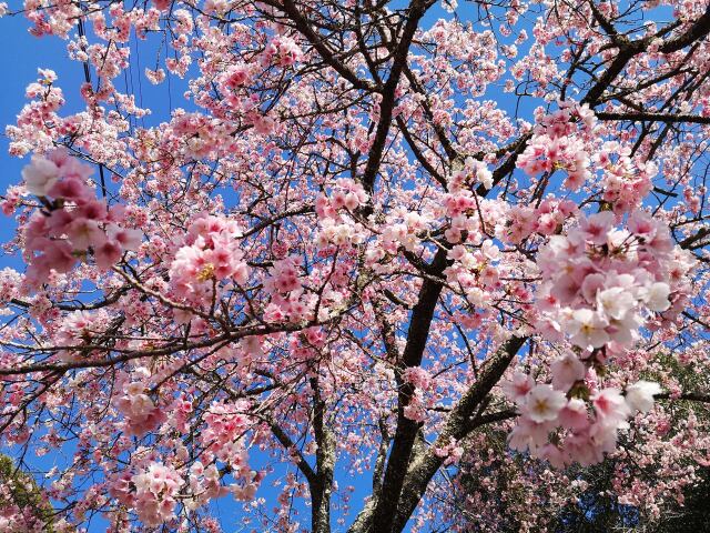 早咲きの桜