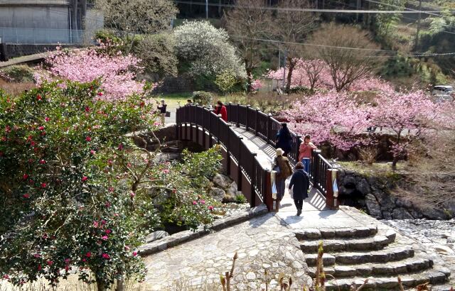 河津桜が咲く頃