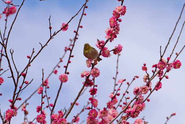 紅梅にメジロ