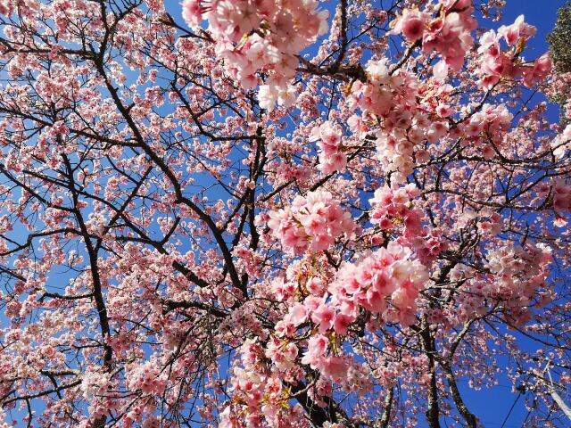 早咲きの桜