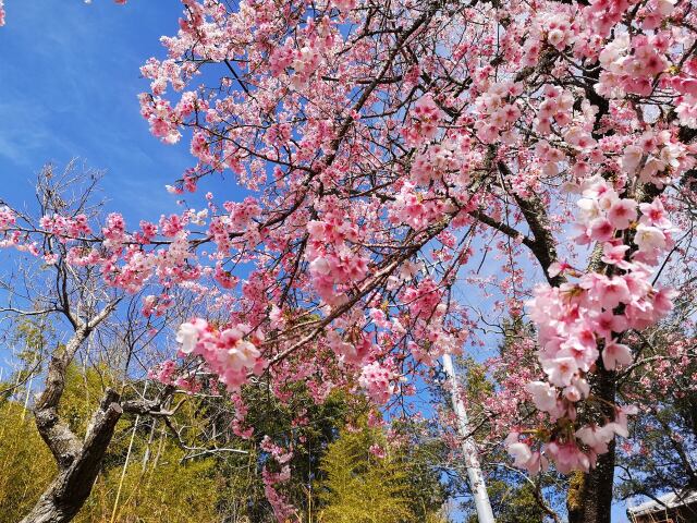 早咲きの桜