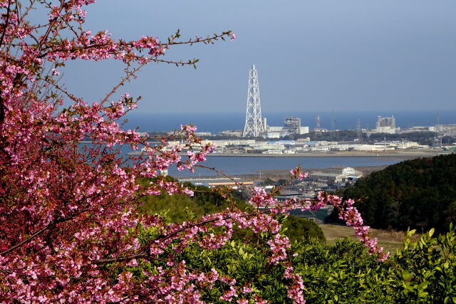 河津桜の咲く丘から見える海