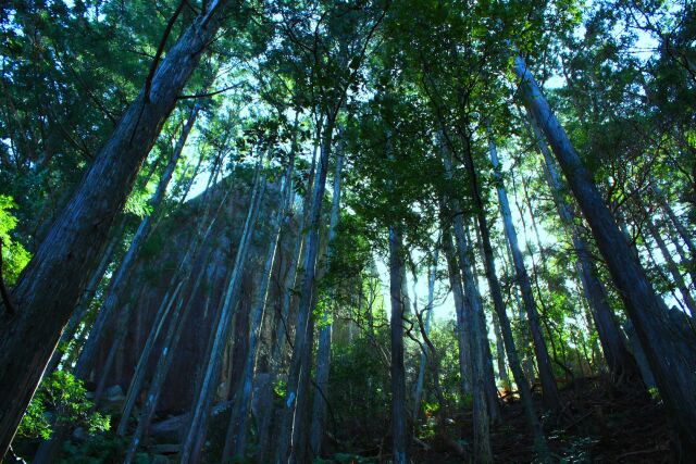 冬の熊野古道