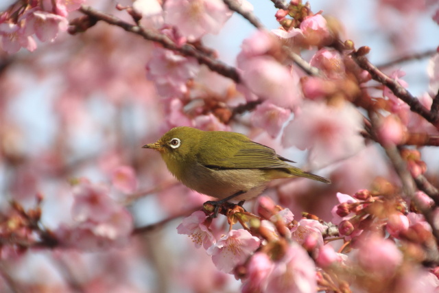 河津桜とメジロ