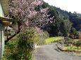 山村に咲いている梅の花