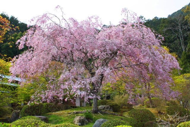 春の公園