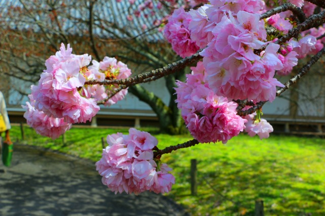 醍醐寺