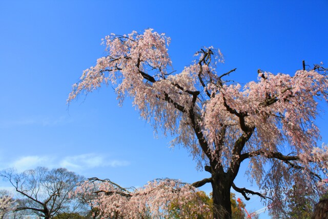 円山公園