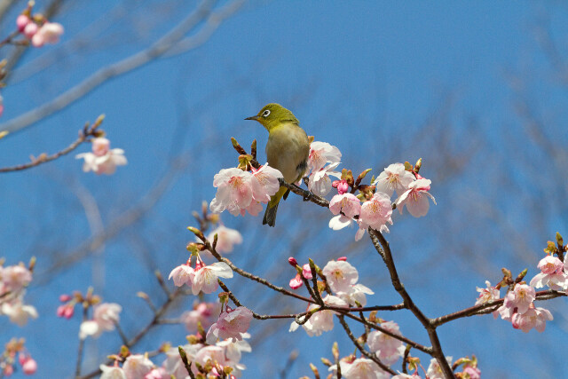 早咲きの桜にメジロ