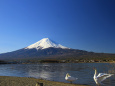 富士山&白鳥