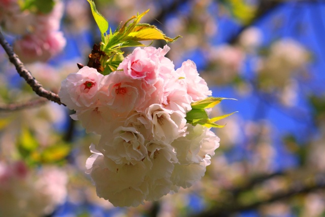 桜の花