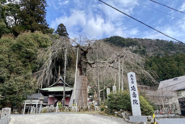 桜はまだかいなぁ