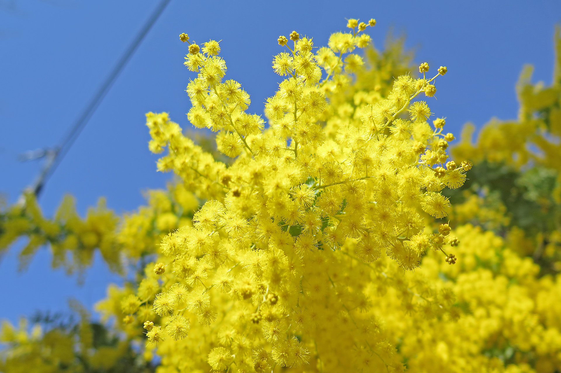 花 植物 ミモザ 壁紙19x1279 壁紙館