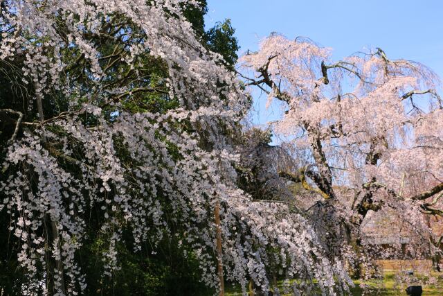 醍醐寺