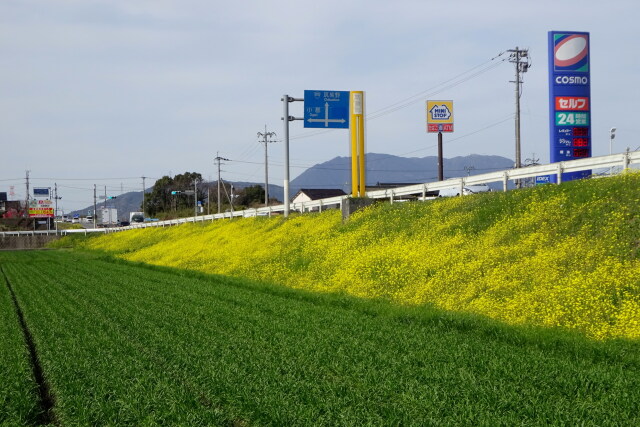 菜の花が咲く頃