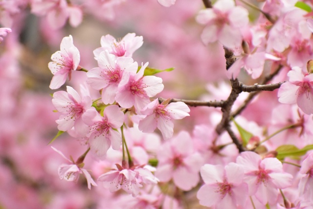 満開の河津桜