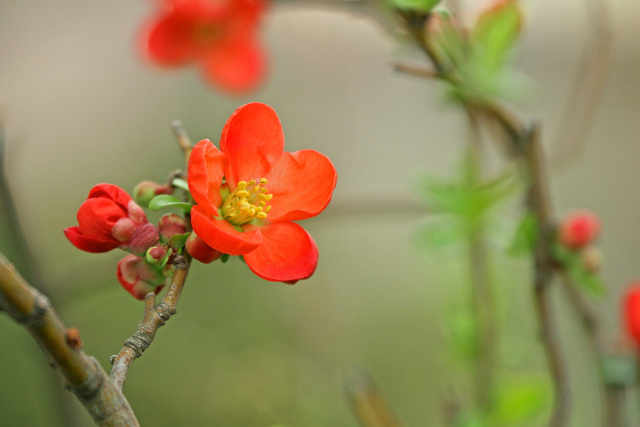 木瓜の花