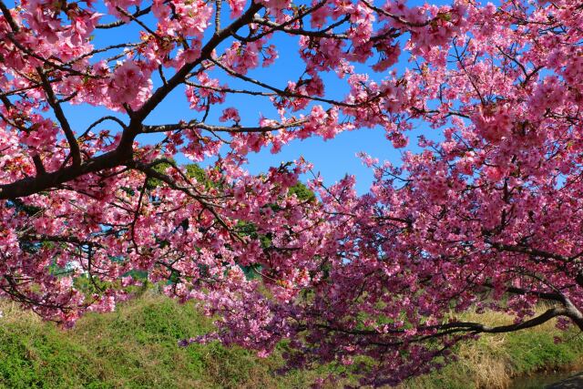 河津桜