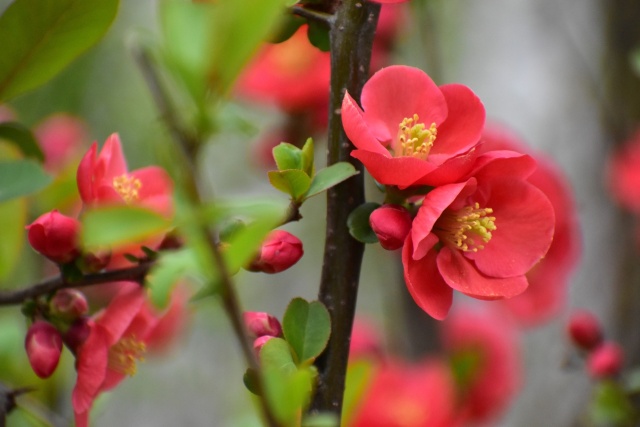 木瓜の花