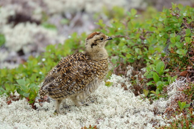 蝶ヶ岳のチビ雷鳥9