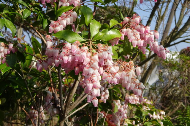 馬酔木の花