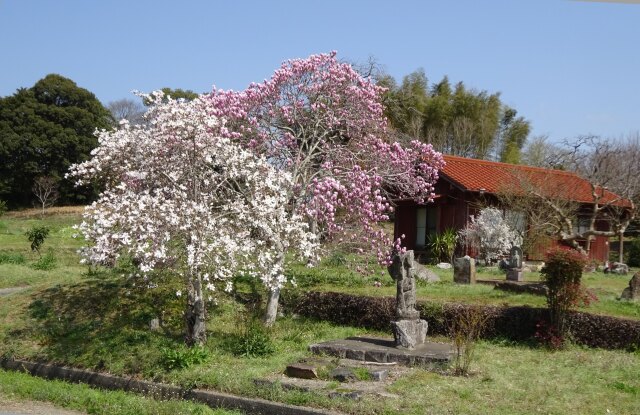 田舎の春景色