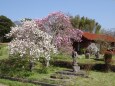 田舎の春景色