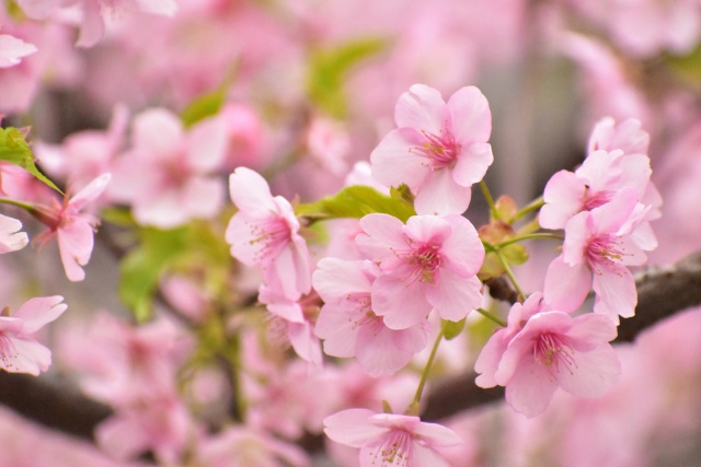 河津桜