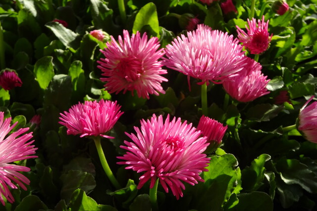 さわやかな早春の花