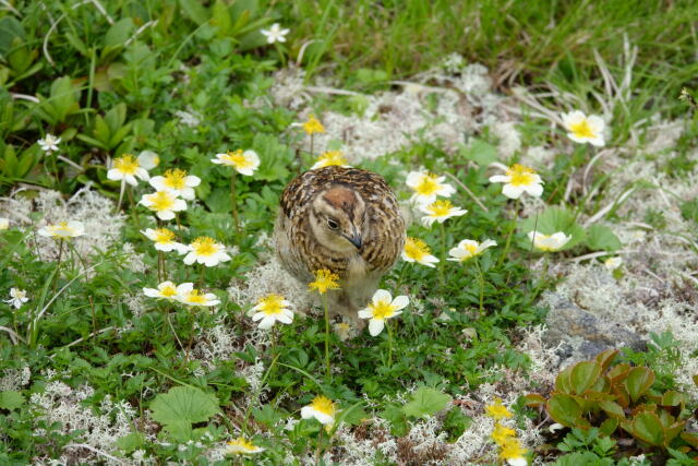 蝶ヶ岳のチビ雷鳥10