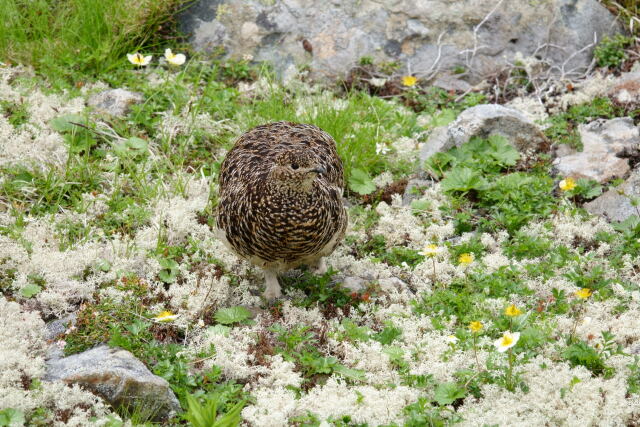 蝶ヶ岳のママ雷鳥7