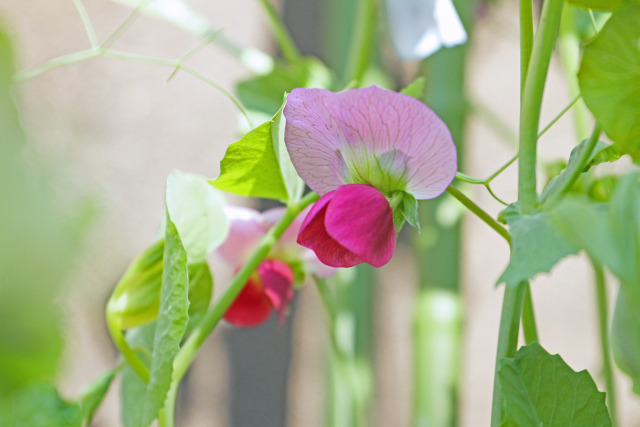 絹さやの花