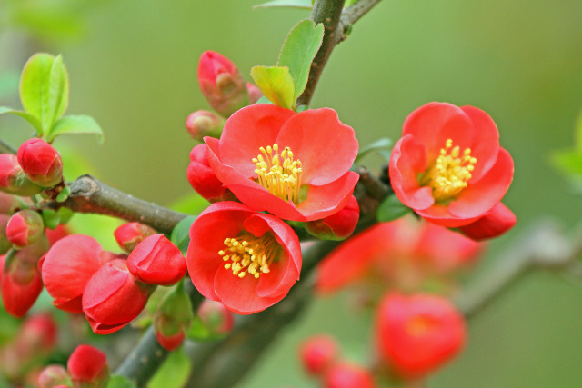 木瓜の花