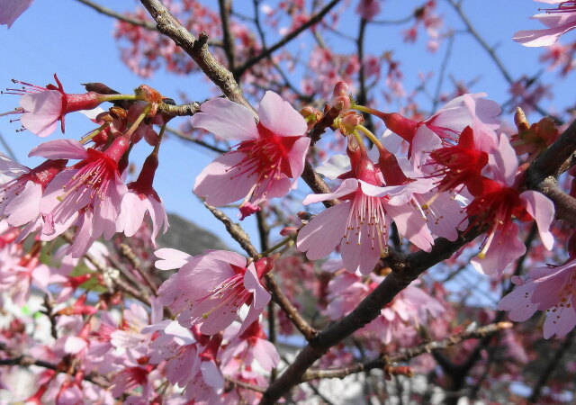 オカメ桜